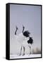 Red-Crowned Cranes in Courtship Display-DLILLC-Framed Stretched Canvas