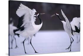 Red-Crowned Cranes in Courtship Display-DLILLC-Stretched Canvas