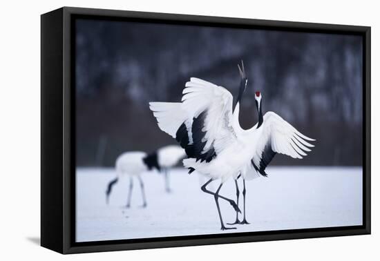 Red-Crowned Cranes in Courtship Display-DLILLC-Framed Stretched Canvas