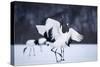 Red-Crowned Cranes in Courtship Display-DLILLC-Stretched Canvas