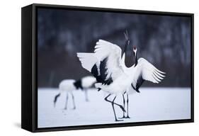 Red-Crowned Cranes in Courtship Display-DLILLC-Framed Stretched Canvas