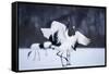 Red-Crowned Cranes in Courtship Display-DLILLC-Framed Stretched Canvas