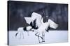 Red-Crowned Cranes in Courtship Display-DLILLC-Stretched Canvas