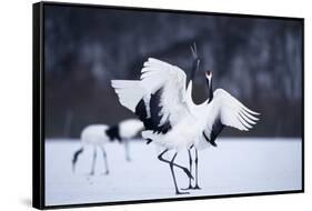 Red-Crowned Cranes in Courtship Display-DLILLC-Framed Stretched Canvas