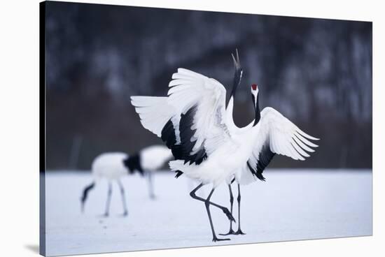 Red-Crowned Cranes in Courtship Display-DLILLC-Stretched Canvas