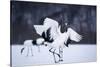 Red-Crowned Cranes in Courtship Display-DLILLC-Stretched Canvas