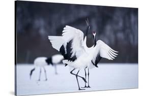 Red-Crowned Cranes in Courtship Display-DLILLC-Stretched Canvas