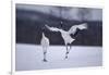 Red-Crowned Cranes in Courtship Display-DLILLC-Framed Premium Photographic Print