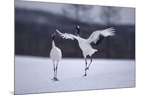 Red-Crowned Cranes in Courtship Display-DLILLC-Mounted Premium Photographic Print