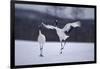 Red-Crowned Cranes in Courtship Display-DLILLC-Framed Premium Photographic Print