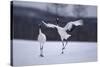 Red-Crowned Cranes in Courtship Display-DLILLC-Stretched Canvas