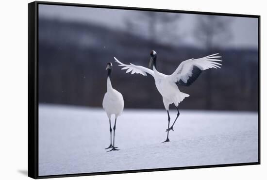 Red-Crowned Cranes in Courtship Display-DLILLC-Framed Stretched Canvas