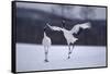 Red-Crowned Cranes in Courtship Display-DLILLC-Framed Stretched Canvas