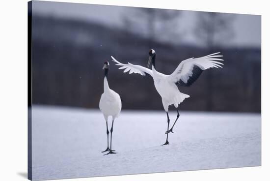 Red-Crowned Cranes in Courtship Display-DLILLC-Stretched Canvas