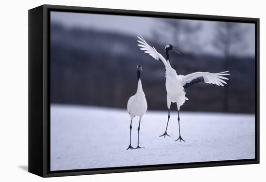 Red-Crowned Cranes in Courtship Display-DLILLC-Framed Stretched Canvas