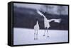 Red-Crowned Cranes in Courtship Display-DLILLC-Framed Stretched Canvas