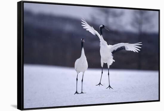 Red-Crowned Cranes in Courtship Display-DLILLC-Framed Stretched Canvas