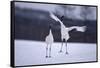 Red-Crowned Cranes in Courtship Display-DLILLC-Framed Stretched Canvas