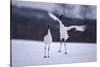 Red-Crowned Cranes in Courtship Display-DLILLC-Stretched Canvas