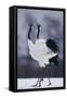 Red-Crowned Cranes in Courtship Display-DLILLC-Framed Stretched Canvas