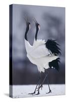 Red-Crowned Cranes in Courtship Display-DLILLC-Stretched Canvas