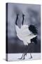 Red-Crowned Cranes in Courtship Display-DLILLC-Stretched Canvas