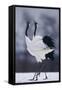 Red-Crowned Cranes in Courtship Display-DLILLC-Framed Stretched Canvas