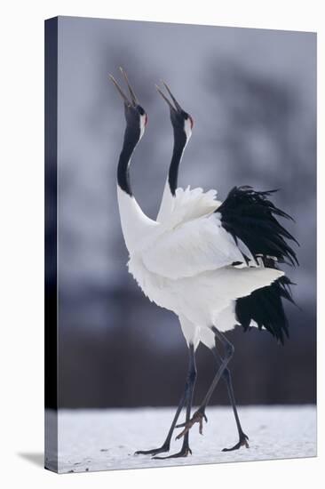 Red-Crowned Cranes in Courtship Display-DLILLC-Stretched Canvas