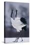 Red-Crowned Cranes in Courtship Display-DLILLC-Stretched Canvas