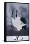 Red-Crowned Cranes in Courtship Display-DLILLC-Framed Stretched Canvas