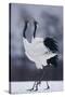Red-Crowned Cranes in Courtship Display-DLILLC-Stretched Canvas