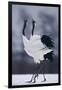 Red-Crowned Cranes in Courtship Display-DLILLC-Framed Premium Photographic Print