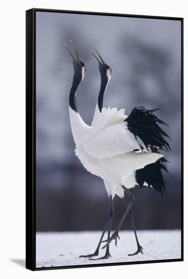 Red-Crowned Cranes in Courtship Display-DLILLC-Framed Stretched Canvas
