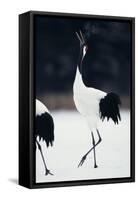 Red-Crowned Cranes in Courtship Display-DLILLC-Framed Stretched Canvas