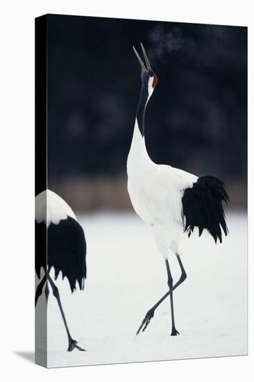 Red-Crowned Cranes in Courtship Display-DLILLC-Stretched Canvas