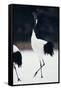 Red-Crowned Cranes in Courtship Display-DLILLC-Framed Stretched Canvas