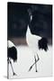 Red-Crowned Cranes in Courtship Display-DLILLC-Stretched Canvas