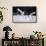 Red-Crowned Cranes in Courtship Display-DLILLC-Framed Stretched Canvas displayed on a wall