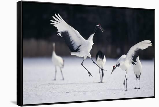 Red-Crowned Cranes in Courtship Display-DLILLC-Framed Stretched Canvas