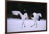 Red-Crowned Cranes in Courtship Display-DLILLC-Framed Photographic Print