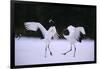 Red-Crowned Cranes in Courtship Display-DLILLC-Framed Photographic Print