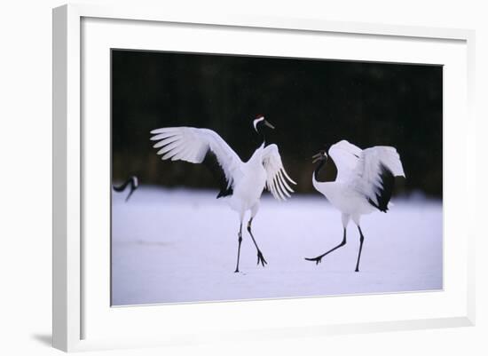 Red-Crowned Cranes in Courtship Display-DLILLC-Framed Photographic Print