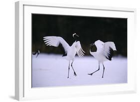 Red-Crowned Cranes in Courtship Display-DLILLC-Framed Photographic Print