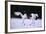 Red-Crowned Cranes in Courtship Display-DLILLC-Framed Photographic Print