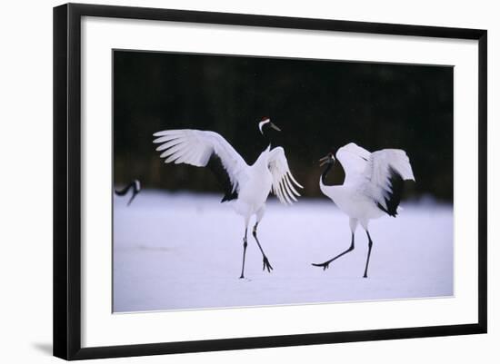 Red-Crowned Cranes in Courtship Display-DLILLC-Framed Photographic Print