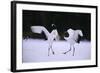 Red-Crowned Cranes in Courtship Display-DLILLC-Framed Photographic Print