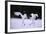 Red-Crowned Cranes in Courtship Display-DLILLC-Framed Photographic Print