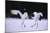 Red-Crowned Cranes in Courtship Display-DLILLC-Mounted Photographic Print
