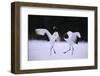 Red-Crowned Cranes in Courtship Display-DLILLC-Framed Photographic Print