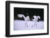 Red-Crowned Cranes in Courtship Display-DLILLC-Framed Photographic Print